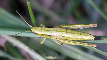 light green grasshopper sitting on a blade of grass