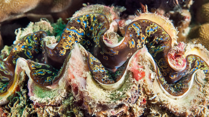 A large bivalve with beautiful mantle (Tridacna crocea).