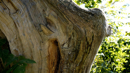 old fallen tree on the background of nature