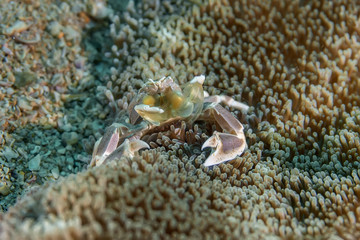 Anemone crab hiding in its anemone.