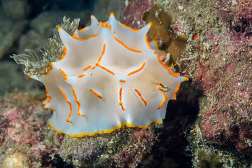 Halgerda batangas nudibranch crawling on the coral. Underwater photography.
