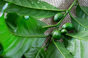 Leaves and berries of coffee on textile background. Branch of coffee tree. Macro. Horizontal