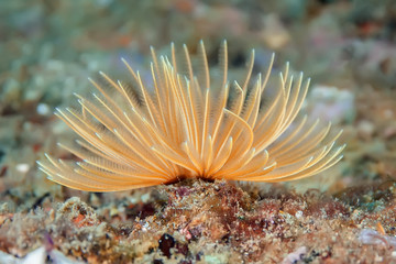 A sea worm is like an underwater flower when it spreads its tentacles