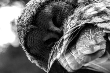 The great grey owl (BW)