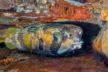 Fish hedgehog swims over the coral. Underwater macro photography © Alexei Alekhin