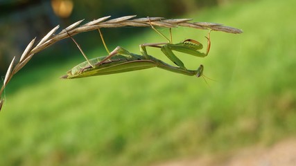 praying mantis
