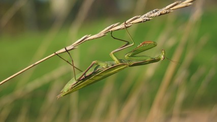 praying mantis