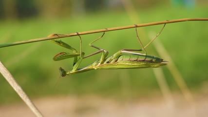 praying mantis