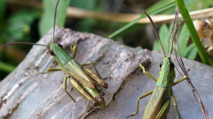 two grasshoppers sitting on a rock