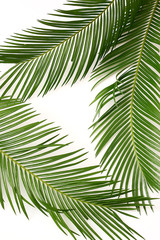 Fototapeta na wymiar Green leaf of palm tree