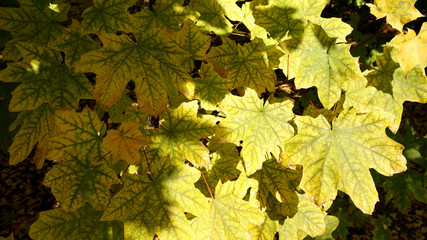 yellow-green maple leaves on a sunny day