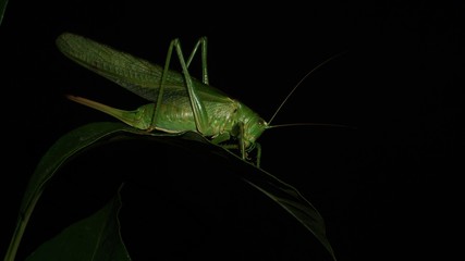 Tettigonia viridissima