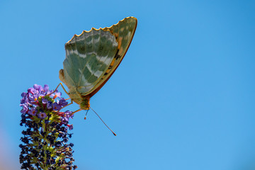 Silver fritillary butterfly on budliea