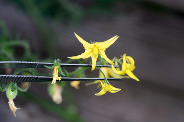 Artificially fertilize flowers to produce special species