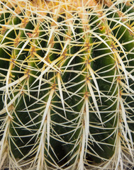 Green prickly Cactus