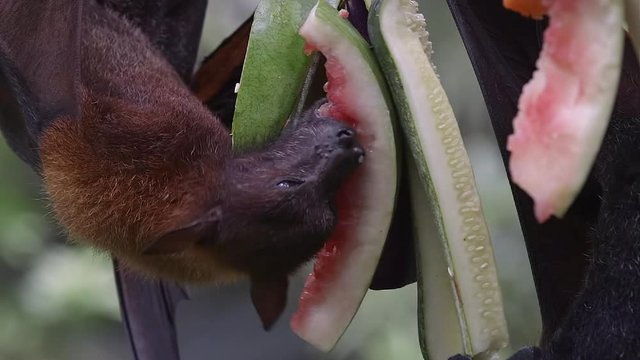 Two large flying foxes (Pteropus vampyrus) eating fruit while hanging upside down on a branch. Close shot taken with two fruit bats (also called kalong) while they eat watermelon.