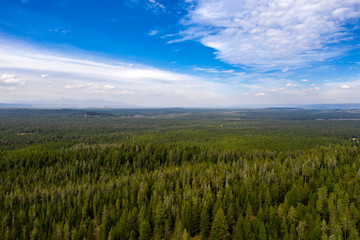 Naklejka premium Forest on volcanic rim