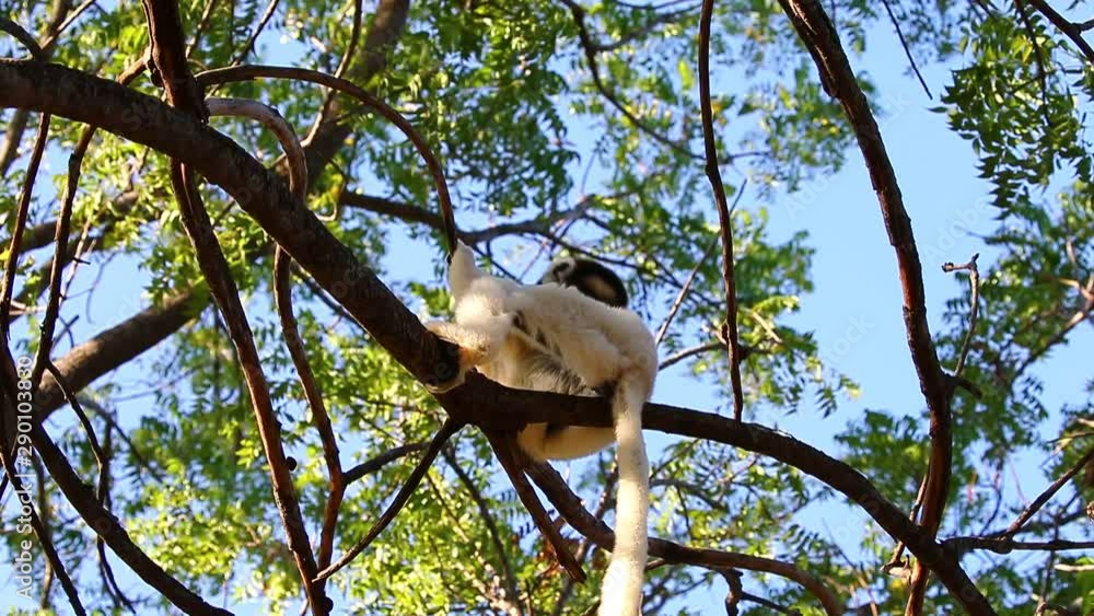 Poster dancing sifaka is sitting on a tree and eating fresh leaves. madagascar. berenti national park.