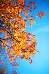 Photo from below autumnal tree and sky