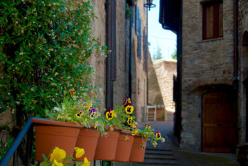Flowers of Assisi