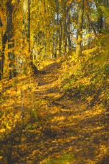 Obraz premium Autumn trees in the morning.