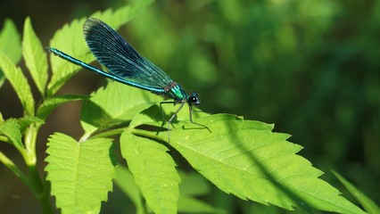 Calopteryx splendens