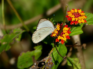 IQUITOS, PERÚ - JULY, 18, 2019: Amazon butterfly resting in a leaf.