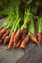  Fresh crop of carrots on a wooden table