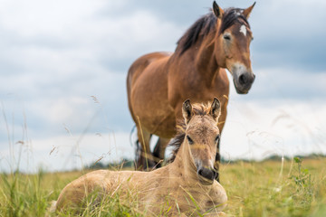 Adult horse and a young foal graze on the field against the sky.