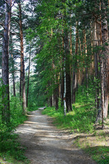 Fototapeta premium Path in the green forest