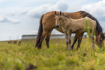 Obraz premium Adult horse and a young foal graze on the field against the sky.