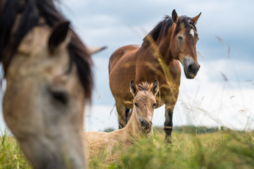 Obraz premium Adult horse and a young foal graze on the field against the sky.