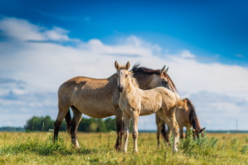 Adult horse and a young foal graze on the field against the sky.