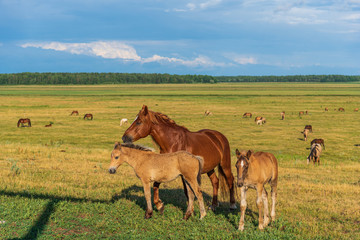 Fototapeta premium Adult horse and a young foal graze on the field against the sky.