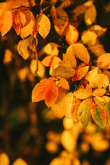 Photo of autumn leaves on blurred background
