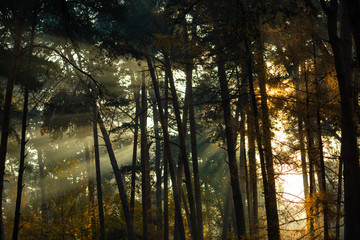 Photo of dense forest with rays of sun.