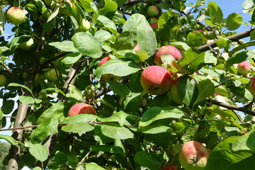 Red apples on a branch of an apple tree. Harvest concept