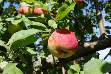 Red apples on a branch of an apple tree. Harvest concept