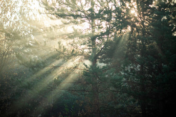 Image of dense forest with rays of sun.