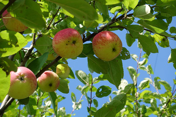 Red apples on a branch of an apple tree. Harvest concept