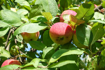 Red apples on a branch of an apple tree. Harvest concept