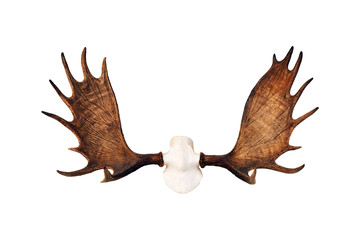 Moose antlers isolated on white background. Hunting trophy