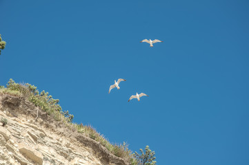 birds in the sky