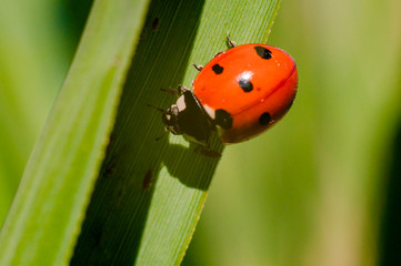 little red lady bug on green summer meadow