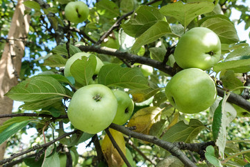 Closeup of green apples on a branch in an orchard