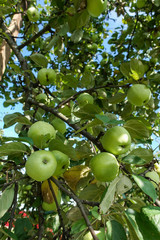 Closeup of green apples on a branch in an orchard