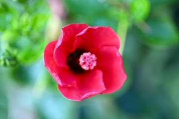 red flower in the garden
