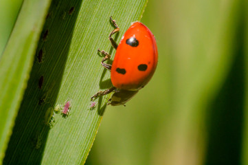 little red lady bug on green summer meadow