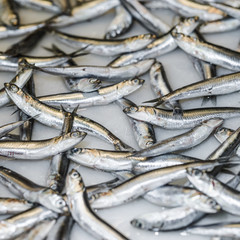 Close-up of fresh fish for sale in market