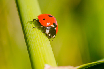 little red lady bug on green summer meadow